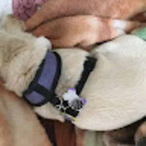 Meet your Posher, Gigi